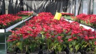 Ni Papá Noel se libra: roban 500 flores de Pascua de la decoración navideña en Las Palmas