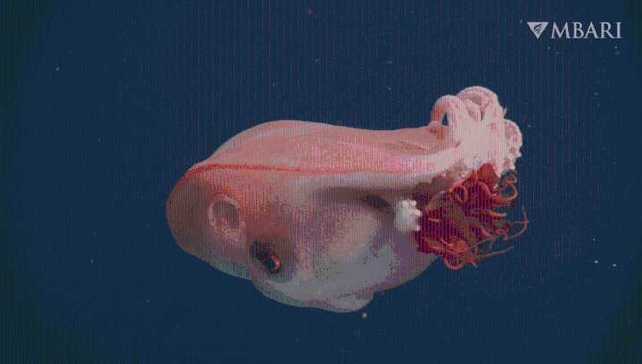 Watch Incredibly Rare Video Of Live Seven-Armed Octopus Spotted In The Deep Sea – Only The Fourth Time It’s Been Seen In 40 Years
