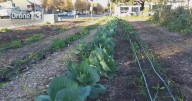 West Sacramento nonprofit seeks long-term commitment to continue community gardens