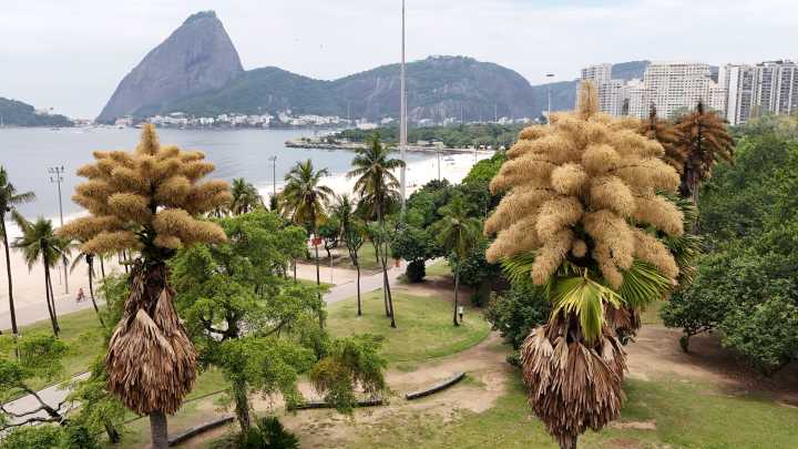 Decades-old palm trees in Rio de Janeiro flower for the first — and only — time