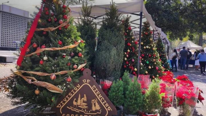 ¿Natural o artificial? Conoce los beneficios de comprar tu árbol navideño natural