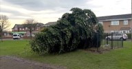 Two arrested as village Christmas tree cut down hours after lights switch