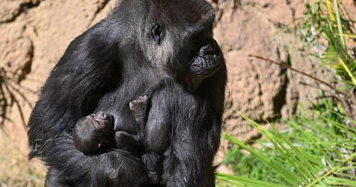 Baby, baby, baby, baby, oh, baby: New gorilla is part of L.A. Zoo great ape population explosion