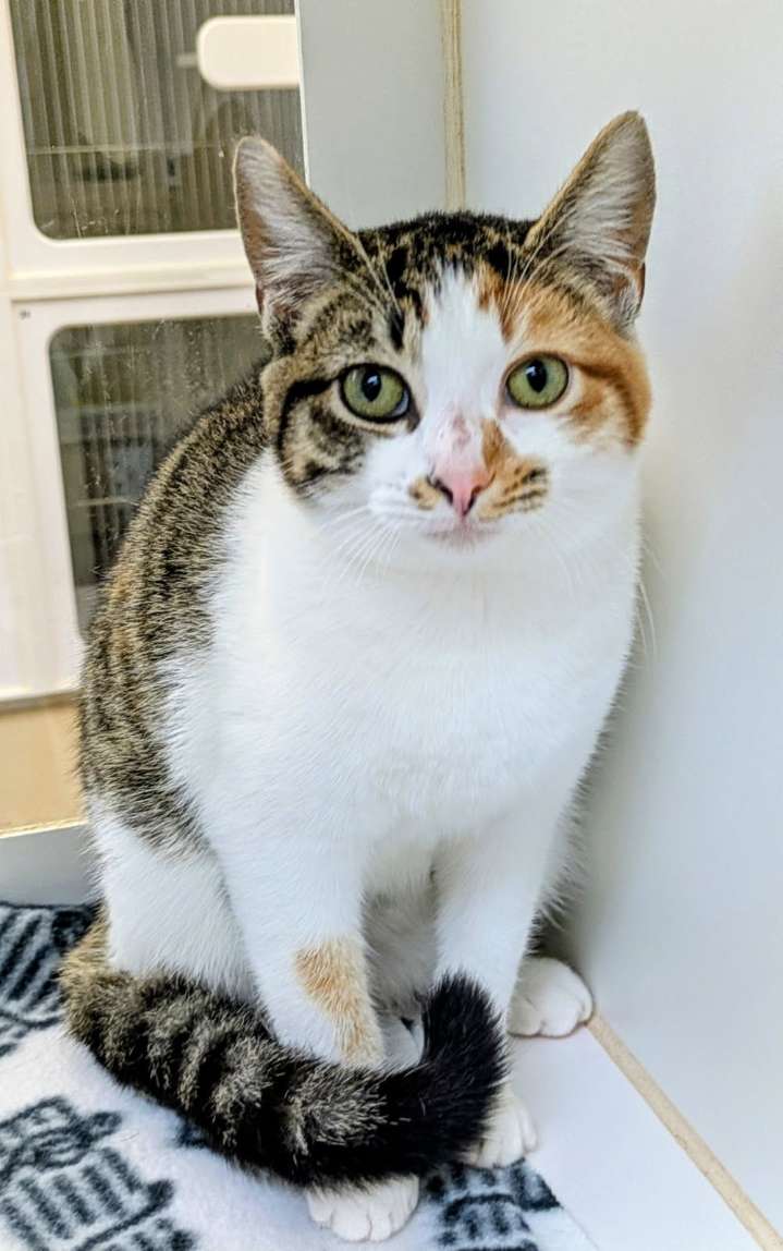 This week’s Galveston County Animal Resource Center Pet of the Week is Tabitha and Fang.