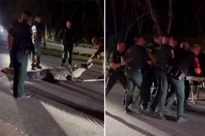 Florida police wrangle with massive 600-pound alligator in wild scene