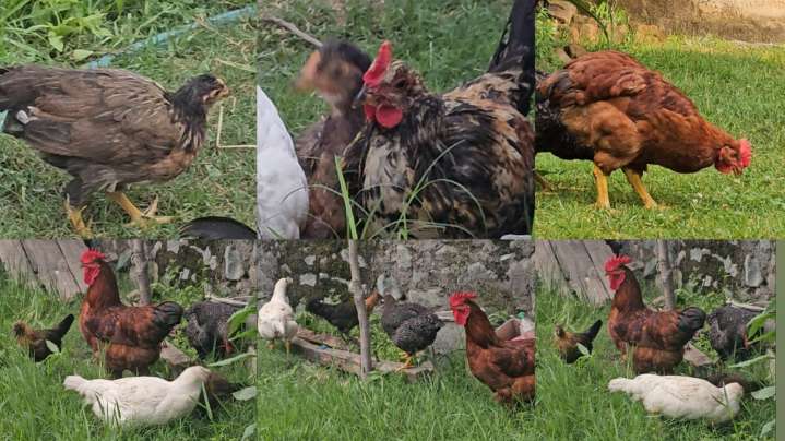 Lessons from Kashmir’s Egg Scare