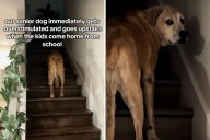 Senior Dog’s Response Every Time Kids Return Home From School Caught on Cam
