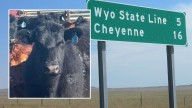 Mystery Deepens Over Missing Cattle In Northern Colorado