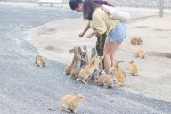 Japan's rabbit paradise was former poison gas factory