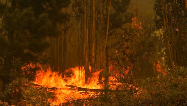 Declaran Alerta Temprana Preventiva por amenaza de incendios forestales en la región de Valparaíso