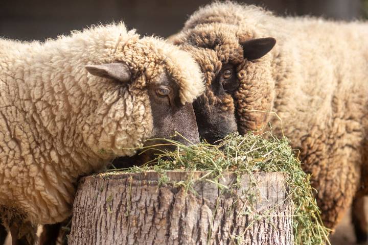 "Evitar la propagación". El Gobierno declaró una alerta sanitaria por sarna ovina en una provincia