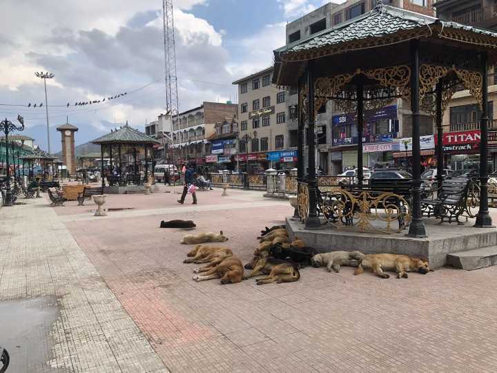 J-K govt orders urban local bodies to secure schools, hospitals, stadiums from stray dogs