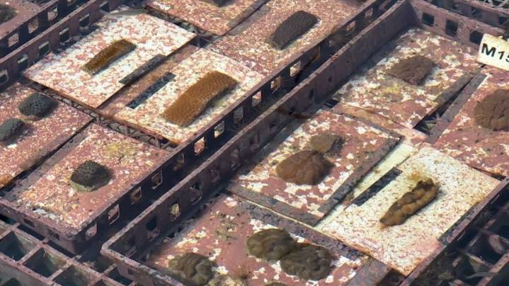 Ruskin facility at front lines of coral reef restoration