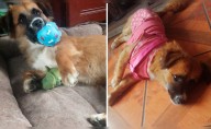 Buscan hogar para Puca: grupo de vecinos amenaza con "desaparecer" a perrita en San Martín de Porres