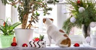 Which holiday plants are naughty or nice? Here's a list to keep kids and pets safe