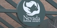 Dog seen in alleged abuse video recovering at Nevada Humane Society