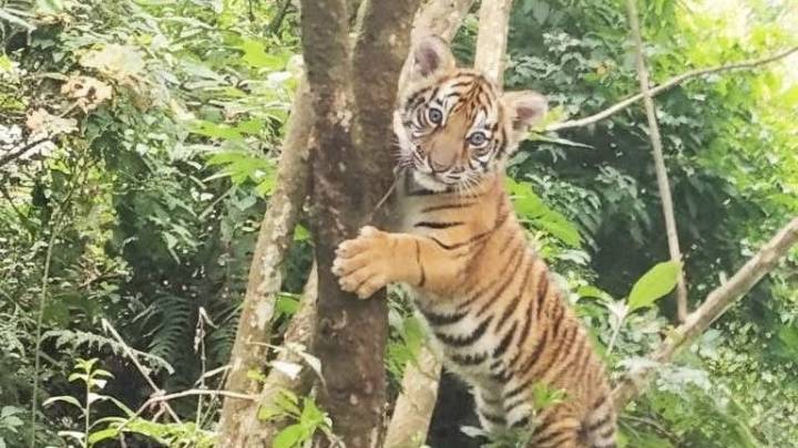 Royal Bengal tiger cub photographed near Gangtok sparks wildlife excitement