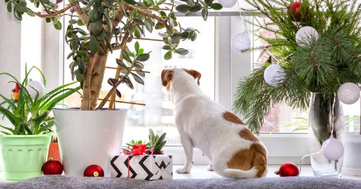Which holiday plants are naughty or nice? Here's a list to keep kids and pets safe