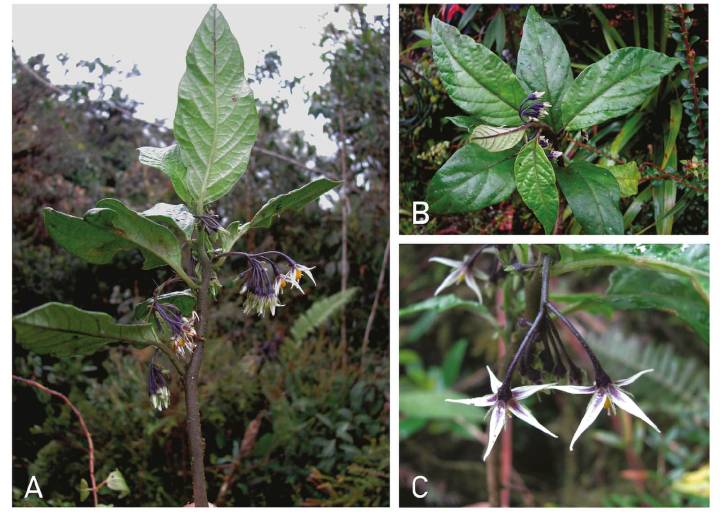Oxapampa: Nueva especie de flora en el Parque Nacional Yanachaga Chemillén