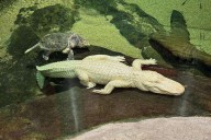 San Francisco’s beloved albino alligator Claude dies at 30