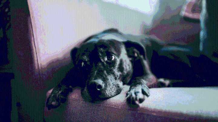 Why Your Dog Always Looks Sad When You Feel Happy