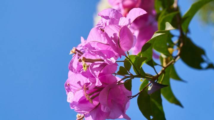 Cómo cuidar tu planta de buganvilla en diciembre para que siga majestuosa en los meses de calor