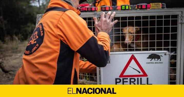 Los cazadores se ofrecen al Govern contra la peste porcina, pero reclaman más apoyo