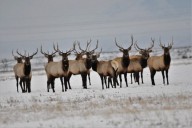 Escaped domestic elk in eastern Idaho tests negative for chronic wasting disease
