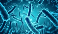 Brote de Klebsiella oxytoca: 17 fallecidos, síntomas graves y un solo caso confirmado de la ba...