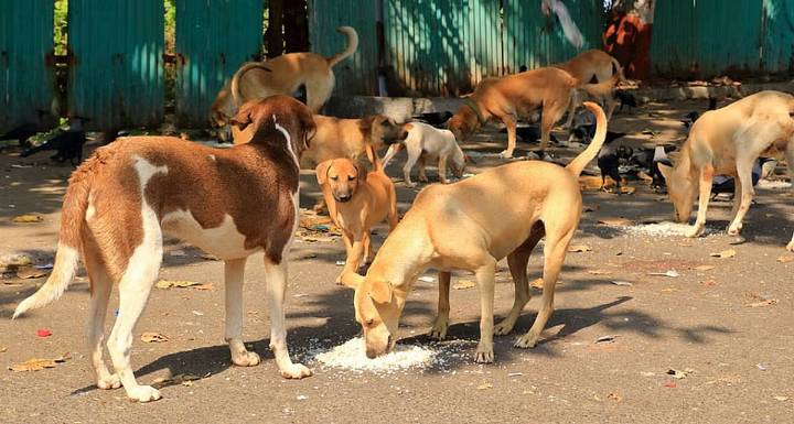 Missing Dogs Mystery in Lakhimpur Sparks Fears of Trafficking