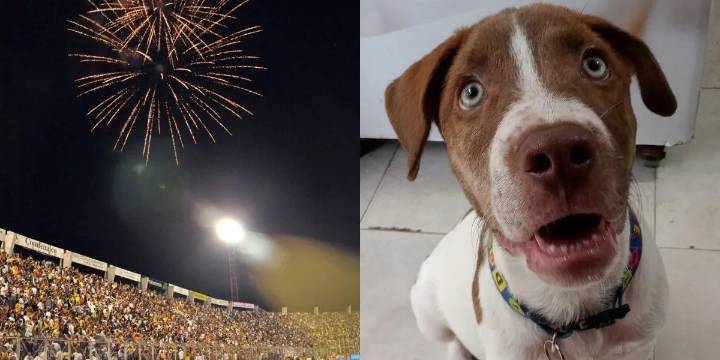 Proponen jornada de adopción en la final de Tolima vs. Junior