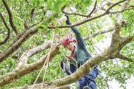 An island seed bank that replenishes the Amazon as deforestation threats mount