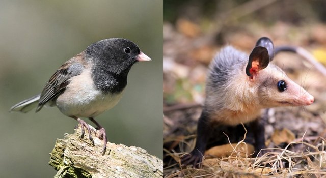 Efectos de la pólvora en aves, mamíferos y reptiles, lanzan campaña para protegerlos