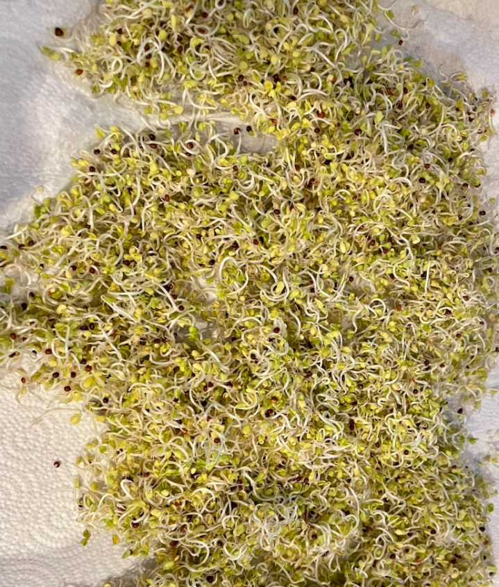 Broccoli sprouts are nutritious, delicious, and easy to grow