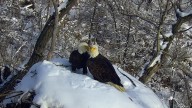 DNR EagleCam launches new season