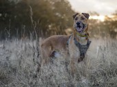 Moose finds home in time for Christmas after over 1,250 days with Dogs Trust Kenilworth | Local News 