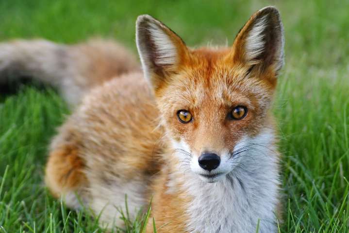After fox bit resident in this N.J. town, cops warn residents to be vigilant