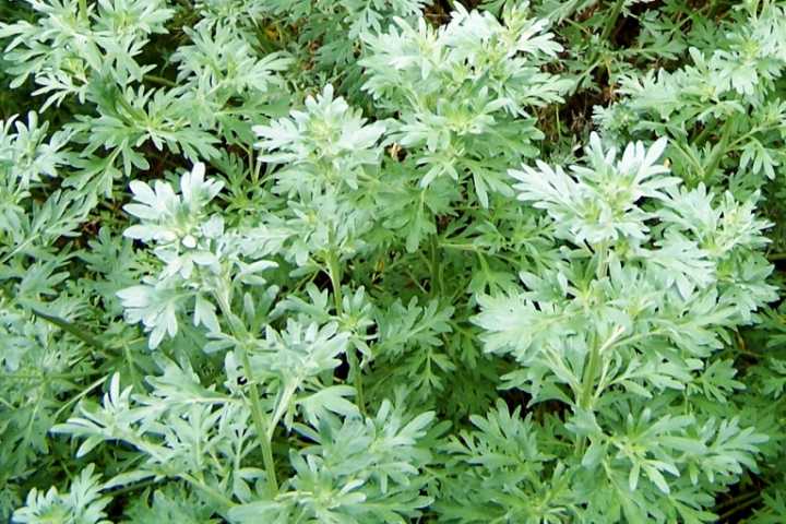 J&K Plans Policy Reforms, Scientific Strategy to Scale Up Medicinal Plant Sector