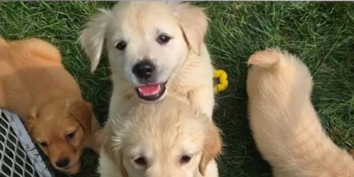 Safety Alert: Puppy scams on the rise during holiday season in Tennessee, Kentucky