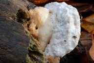 Fungus near Chernobyl may be feeding on radiation