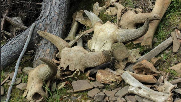 The Ability To “Mass Hunt” May Have Helped Homo Sapiens Outlive Their Neanderthal Neighbors 50,000 Years Ago