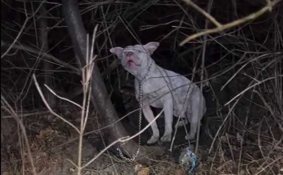 Police investigate dog chained, abandoned in freezing Amsterdam woods