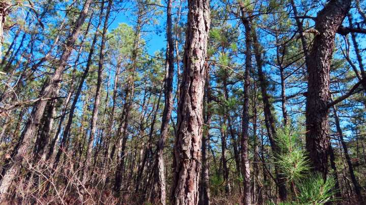 Texas A&M Forest Service awards millions to expand resources for volunteer firefighters statewide