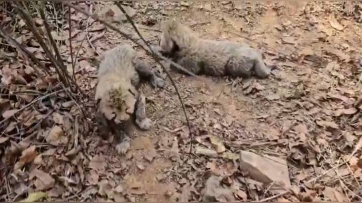 Veera, Her Cubs To Be Released In Wild At Kuno National Park Today India News