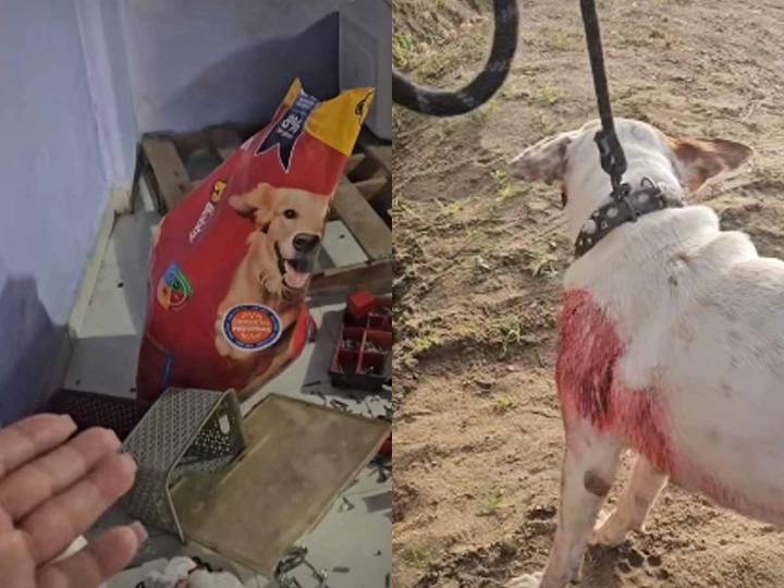 Sujetos vacían albergue para perros en Guerrero; se llevaron hasta las croquetas