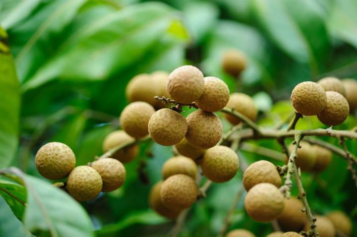 What a gardener should know about planting a longan tree