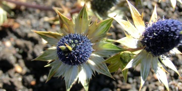 Hierba del sapo: la planta medicinal poco conocida que ayuda a reducir el colesterol y los triglicéridos que es avalada por la UNAM