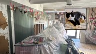 Kitten Causes Cat-Astrophic Flood At Virginia Café, Forcing Months
