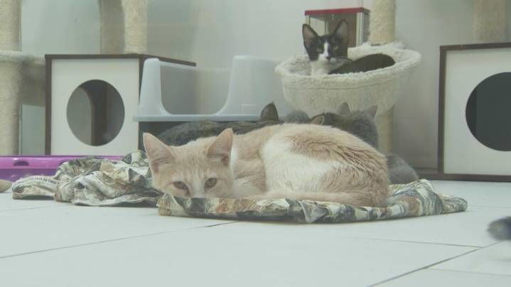 Comic shop burglary in Southern California puts cat rescue at risk