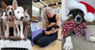 Madison shelter hosting holiday puppy yoga fundraiser this Saturday
